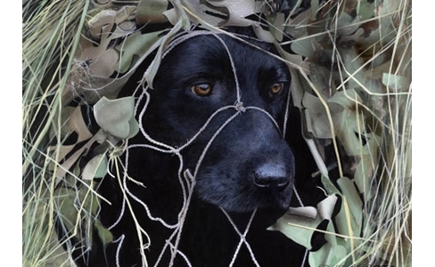 Hide and Seek
